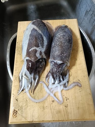 コウイカの釣果