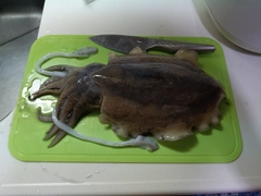 コウイカの釣果