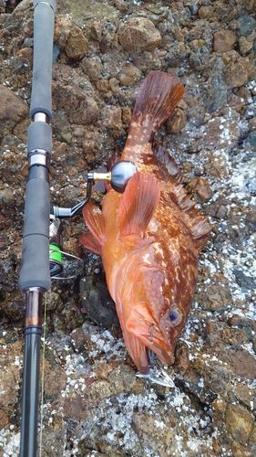 アコウの釣果