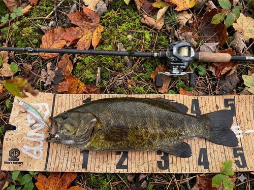 スモールマウスバスの釣果
