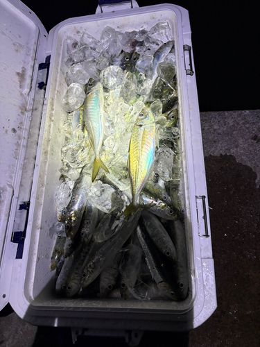 イワシの釣果