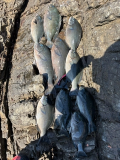グレの釣果