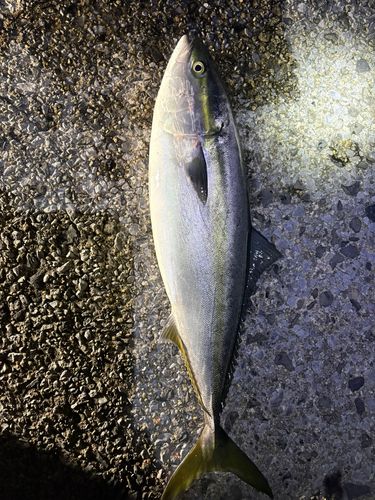 ブリの釣果