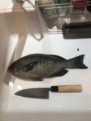 クチブトグレの釣果