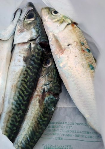 サバの釣果