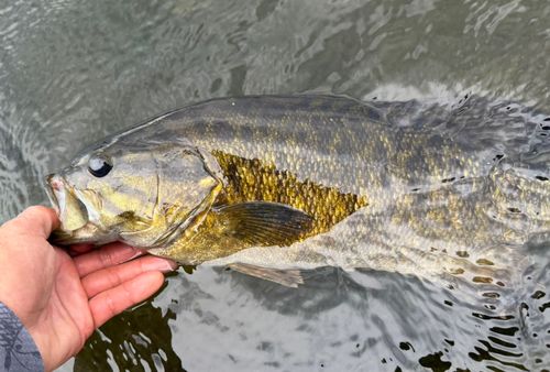 スモールマウスバスの釣果