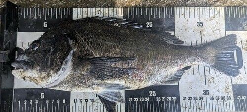 チヌの釣果