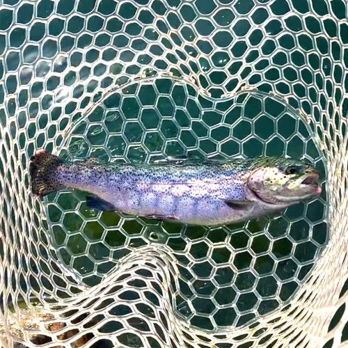 レインボートラウトの釣果