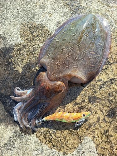 モンゴウイカの釣果