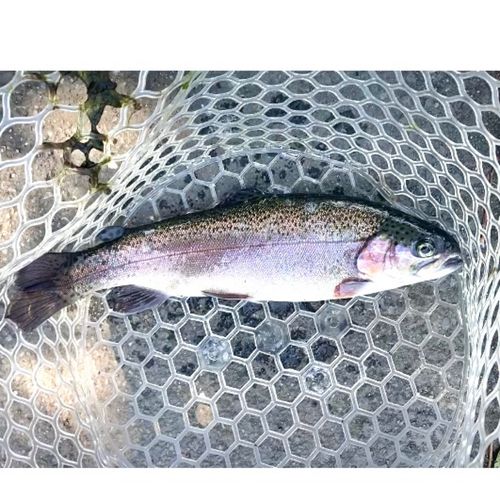 レインボートラウトの釣果