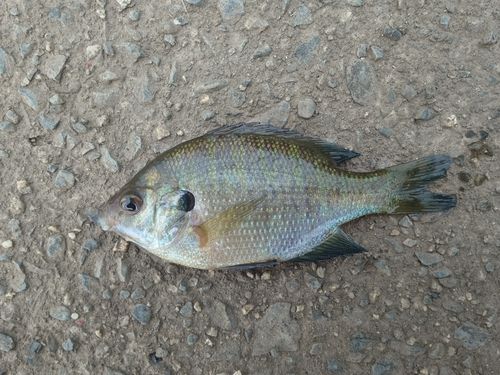 ブルーギルの釣果