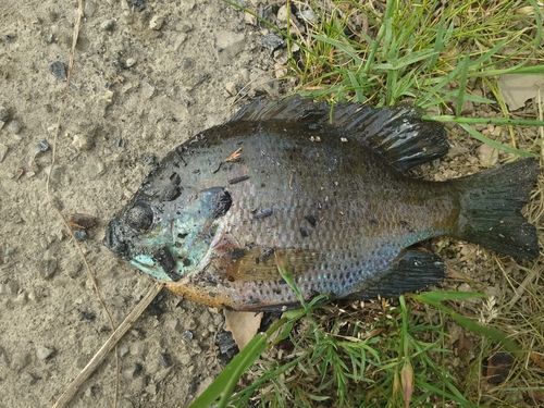 ブルーギルの釣果