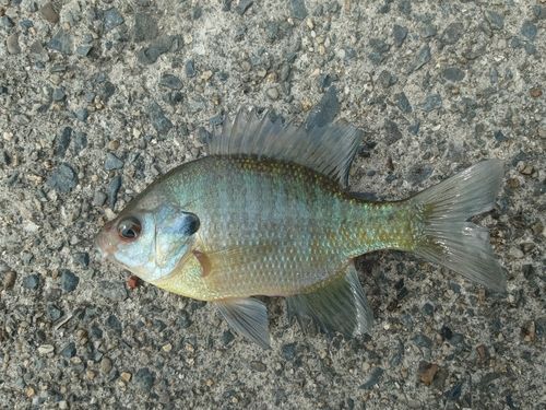 ブルーギルの釣果