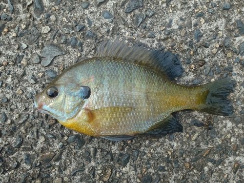 ブルーギルの釣果