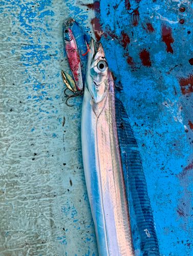 タチウオの釣果