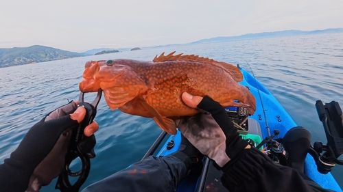 キジハタの釣果
