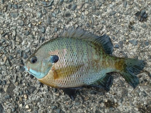 ブルーギルの釣果