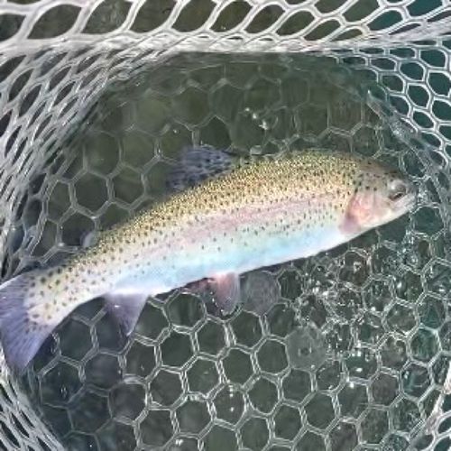 レインボートラウトの釣果