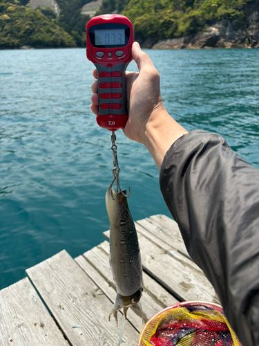 コウイカの釣果