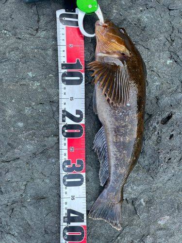 アイナメの釣果