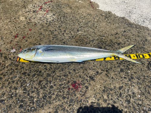 シイラの釣果
