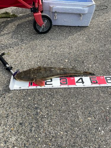 マゴチの釣果
