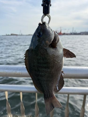 グレの釣果