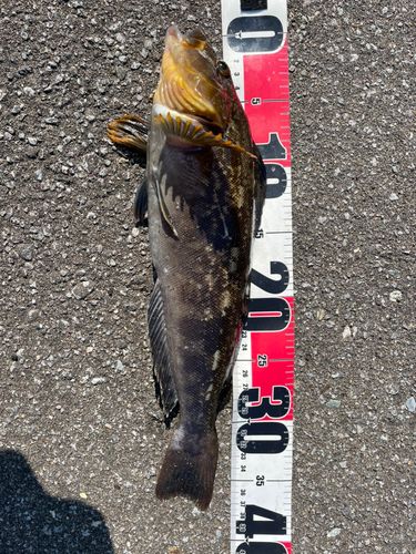 アイナメの釣果