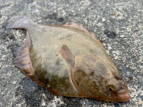 クロガシラガレイの釣果