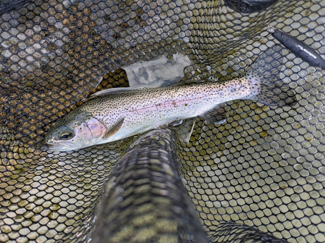 ニジマスの釣果写真