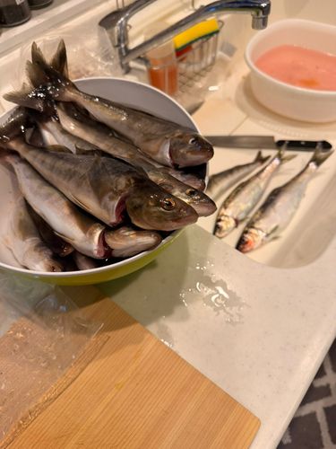 ホッケの釣果