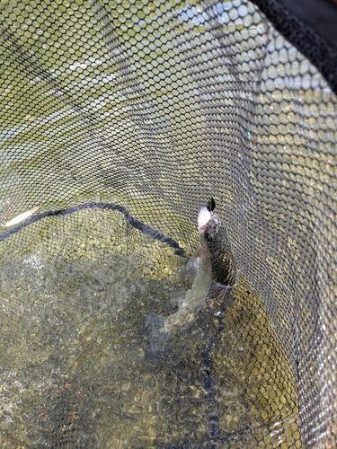 ニジマスの釣果