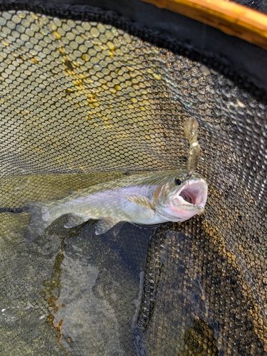 ニジマスの釣果