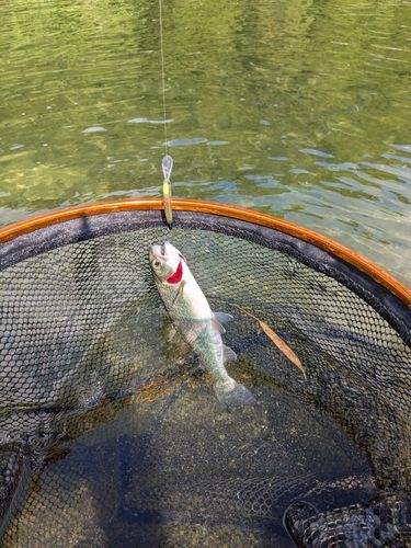 ニジマスの釣果