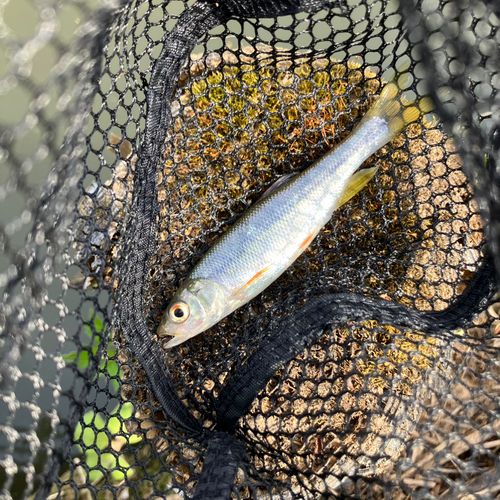 カワムツの釣果