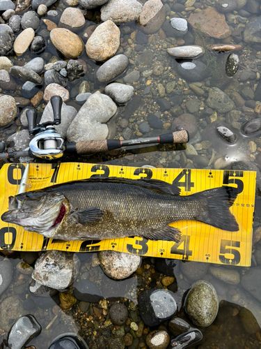 スモールマウスバスの釣果