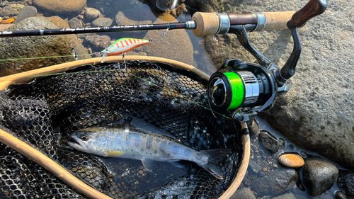 ヤマメの釣果