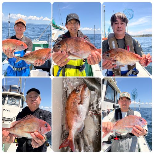 マダイの釣果