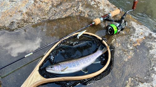 イワナの釣果