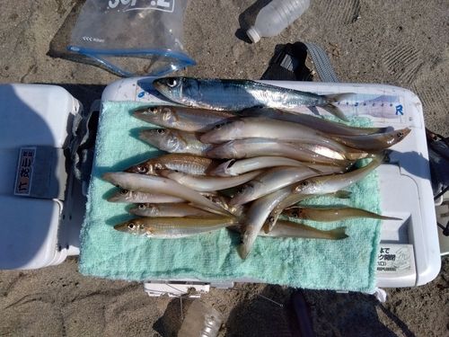 キスの釣果
