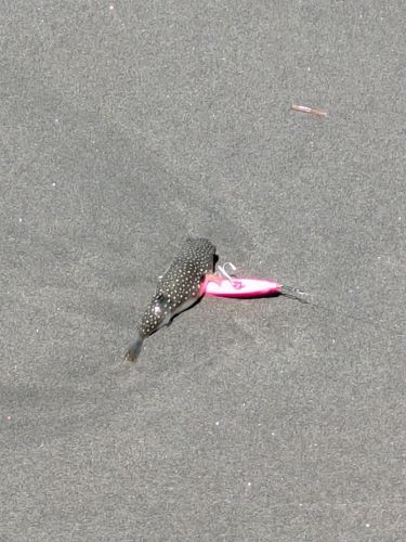 フグの釣果