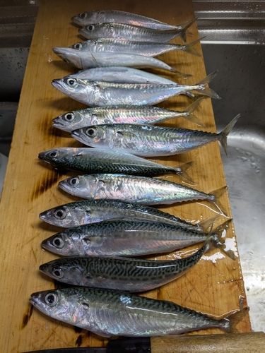 サバの釣果