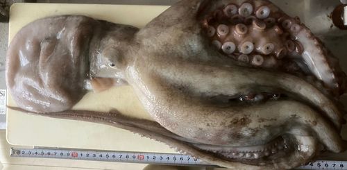 タコの釣果