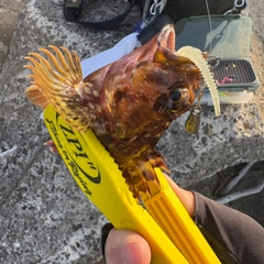 ガシラの釣果