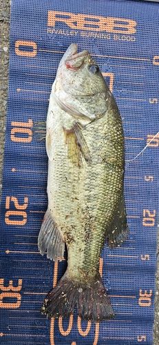 茨城県で釣れたライギョの釣り・釣果情報 - アングラーズ | 釣果600万