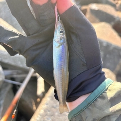 キスの釣果