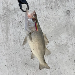 セイゴ（ヒラスズキ）の釣果