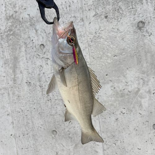 セイゴ（ヒラスズキ）の釣果