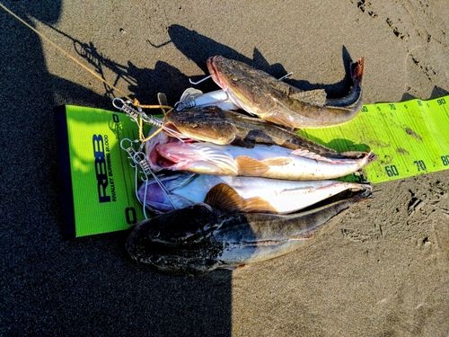 マゴチの釣果