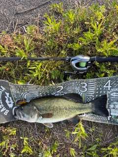 ブラックバスの釣果